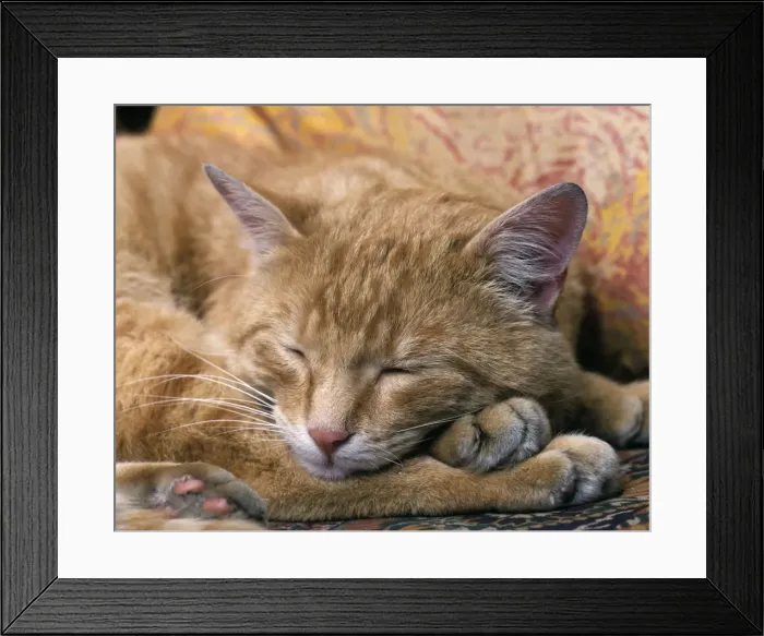 Framed Print : Ginger Cat Sleeping Framed Print : Ginger Cat Sleeping