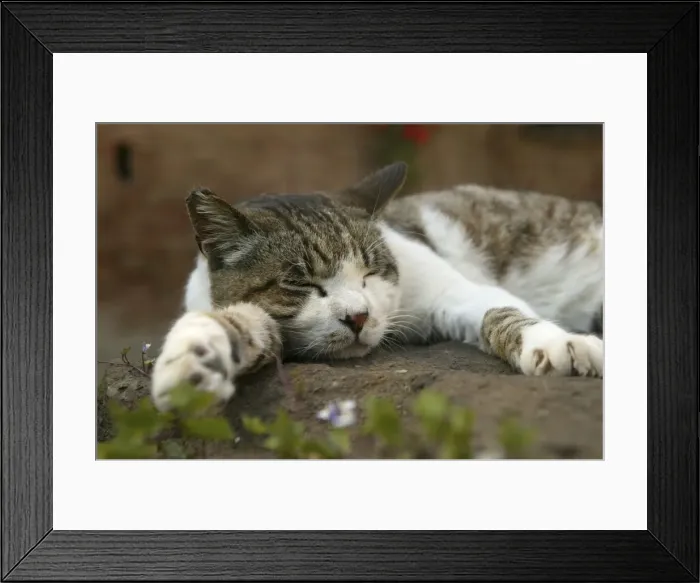 Framed Print : Cat Sleeping Framed Print : Cat Sleeping