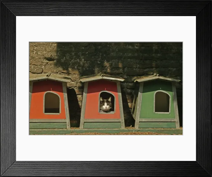 Framed Print : Cat Sleeping in box