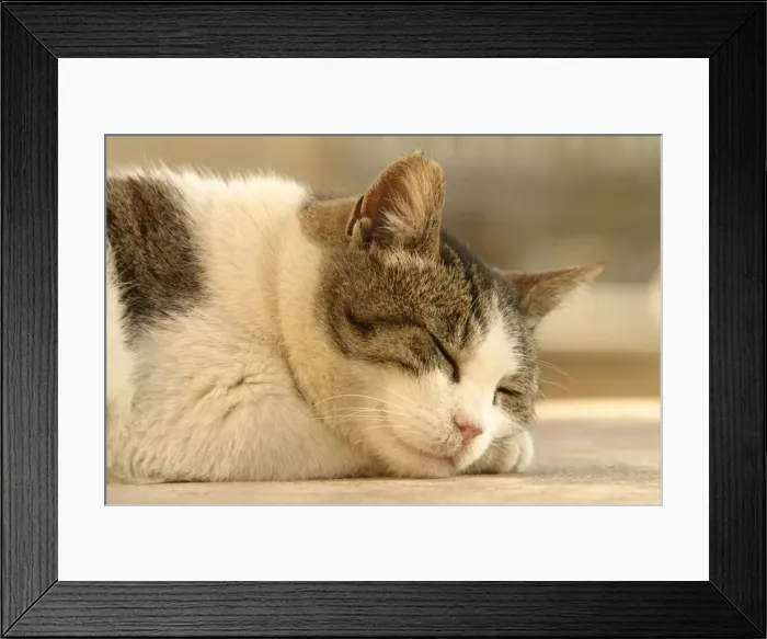 Framed Print : Cat Sleeping Framed Print : Cat Sleeping