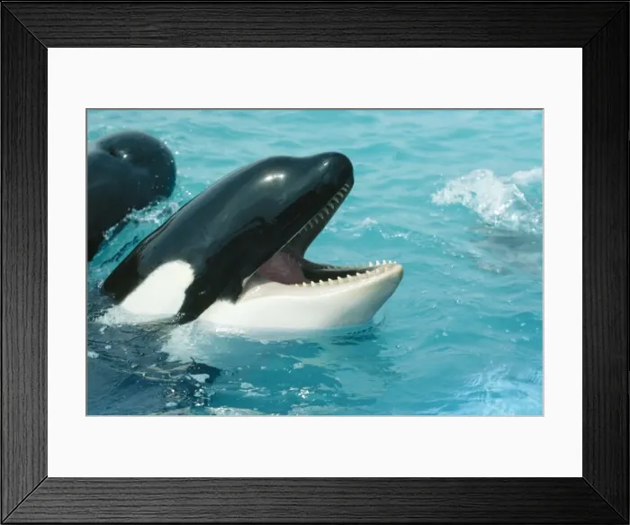Framed Print : Killer Whale Framed Print : Killer Whale