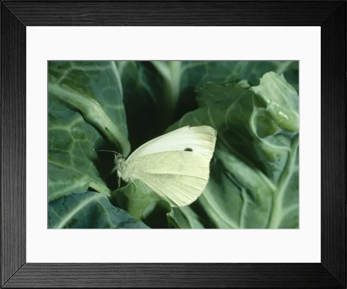 Framed Print : Small Cabbage White Butterfly - On cabbage Framed Print : Small Cabbage White Butterfly - On cabbage
