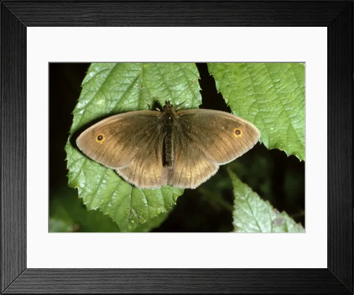 Framed Print : Meadow Brown Butterfly - male Framed Print : Meadow Brown Butterfly - male