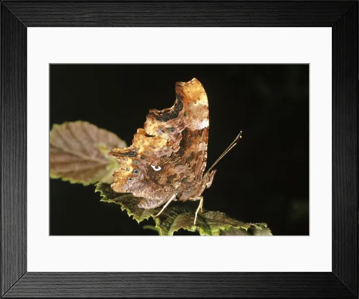 Framed Print : Comma Butterfly - underside showing C mark Framed Print : Comma Butterfly - underside showing C mark
