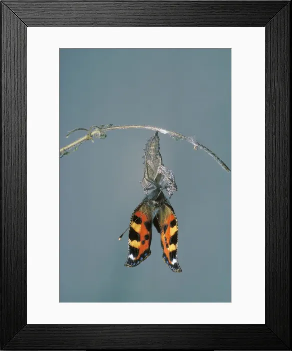 Framed Print : Small Tortoiseshell Butterfly - drying wings after emerging from chrysalis Framed Print : Small Tortoiseshell Butterfly - drying wings after emerging from chrysalis