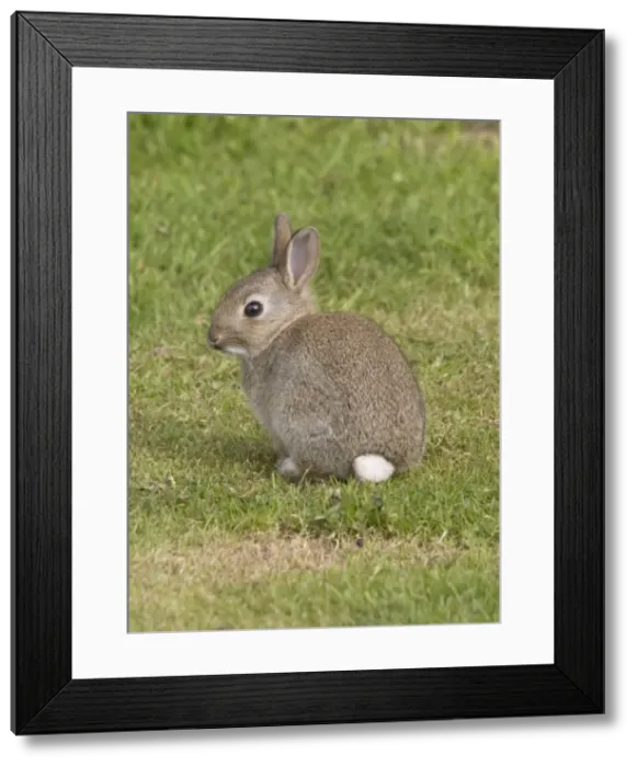 Framed Print : Young European rabbit in sand dunes North Berwick, Scotland Framed Print : Young European rabbit in sand dunes North Berwick, Scotland