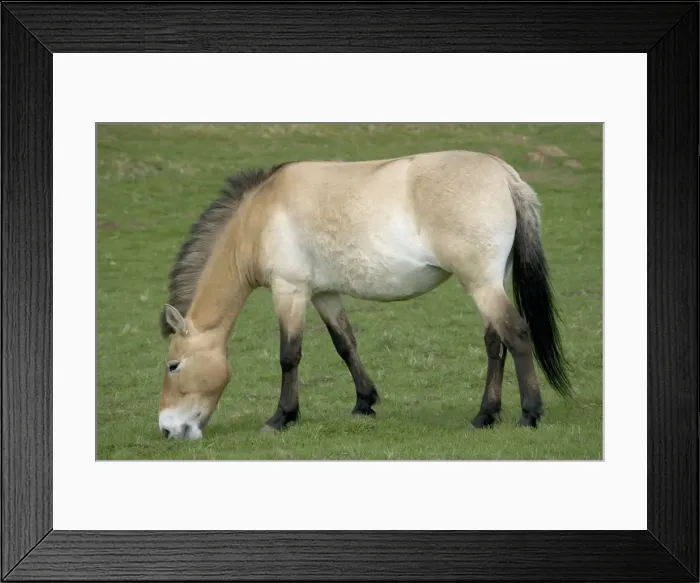 Framed Print : Prezwalski Horse - Grazing Highland Wildlife Park Scotland, UK Framed Print : Prezwalski Horse - Grazing Highland Wildlife Park Scotland, UK
