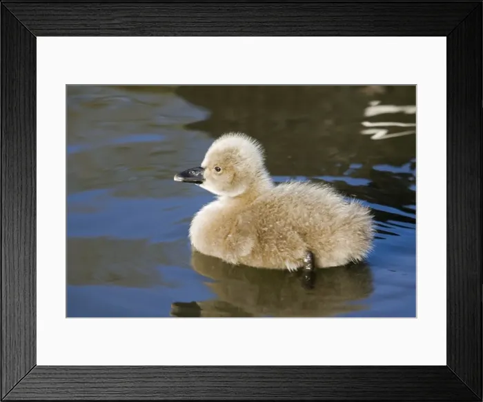 Framed Print : Black Swan - Young cygnet. Slimbridge, UK Framed Print : Black Swan - Young cygnet. Slimbridge, UK
