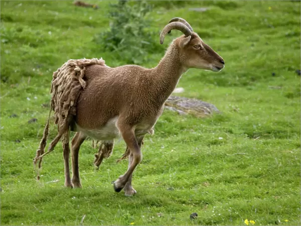 Soay sheep - shedding fleece, Highland Wildlife Park, Scotland, UK. Originated from St Kilda in Outer Hebrides