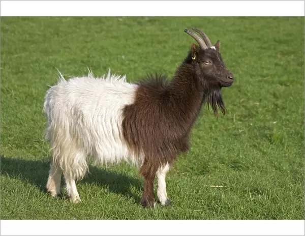 Bagot goat at Cotswold Farm Park - The Farm Park houses a large collection of rare breeds of cattle, sheep, goats and poultry adjacent to a working farm in Temple Guiting, Gloucestershire, UK