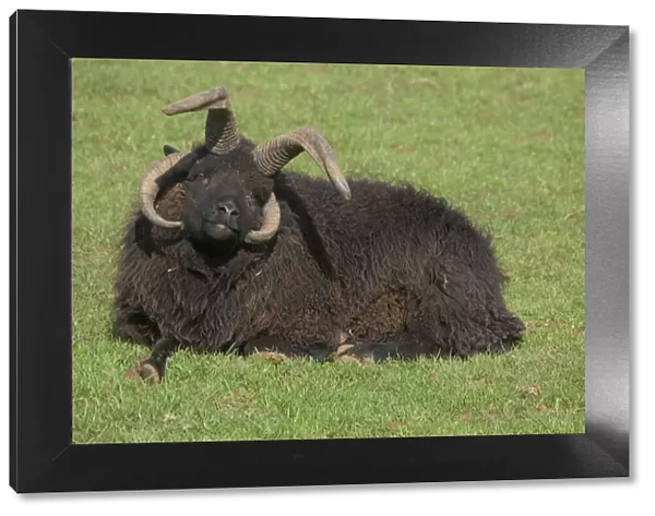 Multi-horned Hebridean sheep (ram), UK - at the Cotswold Farm Park, Temple Guiting, Gloucestershire, which has a wide range of rare breeds of cattle, sheep, pigs and poultry