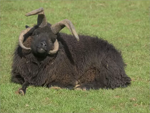 Multi-horned Hebridean sheep (ram), UK - at the Cotswold Farm Park, Temple Guiting, Gloucestershire, which has a wide range of rare breeds of cattle, sheep, pigs and poultry
