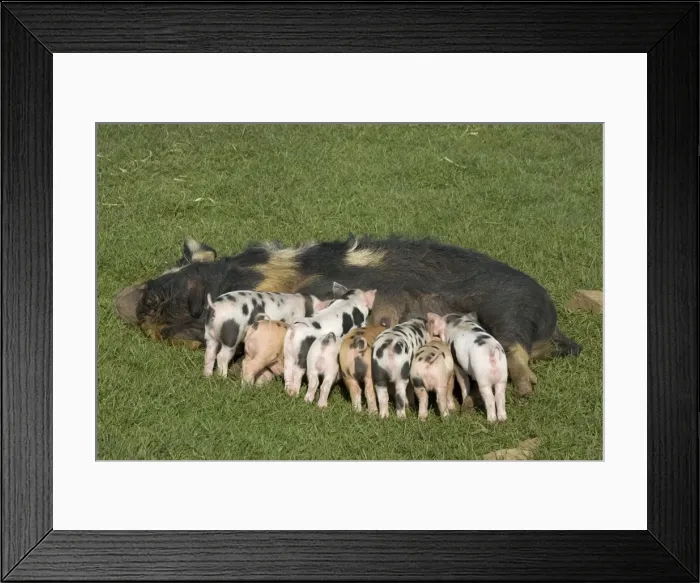 Framed Print : Kune kune sow feeding nine piglets, UK - at the Cotswold Farm Park, Temple Guiting, Gloucestershire, which has a large collection of rare breeds of cattle, sheep, pigs and poultry Framed Print : Kune kune sow feeding nine piglets, UK - at the Cotswold Farm Park, Temple Guiting, Gloucestershire, which has a large collection of rare breeds of cattle, sheep, pigs and poultry
