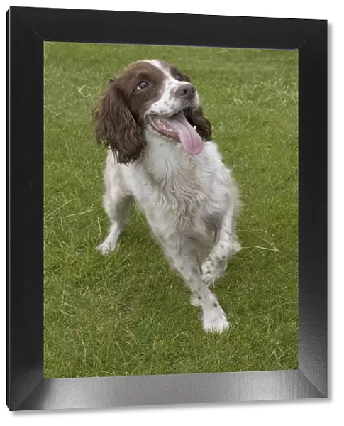 Dog - Eager Springer spaniel, UK - holding up paw eagerly anticipating owner throwing ball, Cotswolds Cotswolds, UK