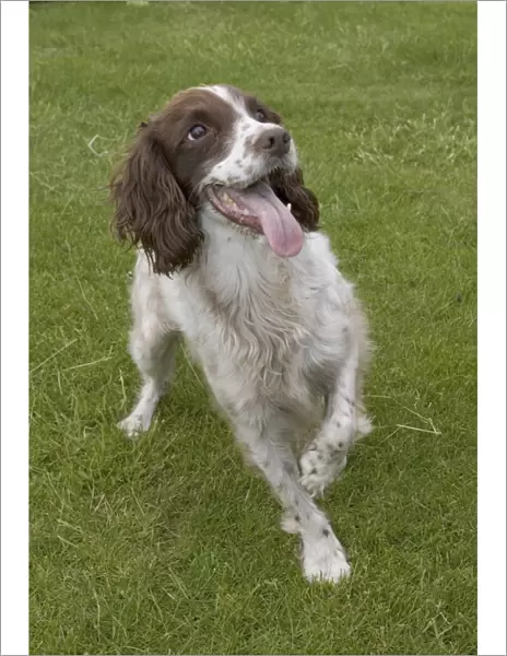 Dog - Eager Springer spaniel, UK - holding up paw eagerly anticipating owner throwing ball, Cotswolds Cotswolds, UK