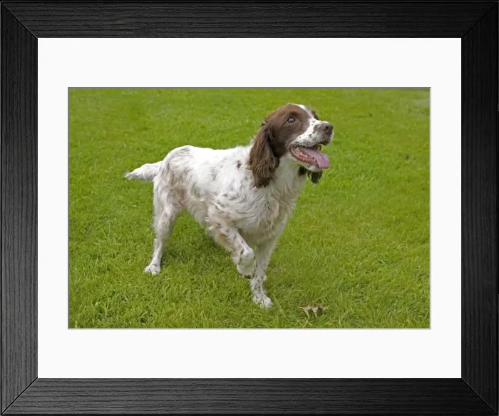 Framed Print : Dog - Springer spaniel holding up paw, UK - eagerly anticipating owner throwing ball Cotswolds, UK Framed Print : Dog - Springer spaniel holding up paw, UK - eagerly anticipating owner throwing ball Cotswolds, UK