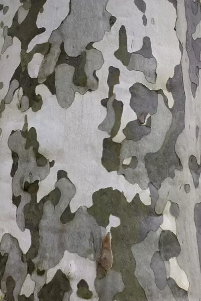 Characteristic multicoloured flaky bark of the Plane tree
