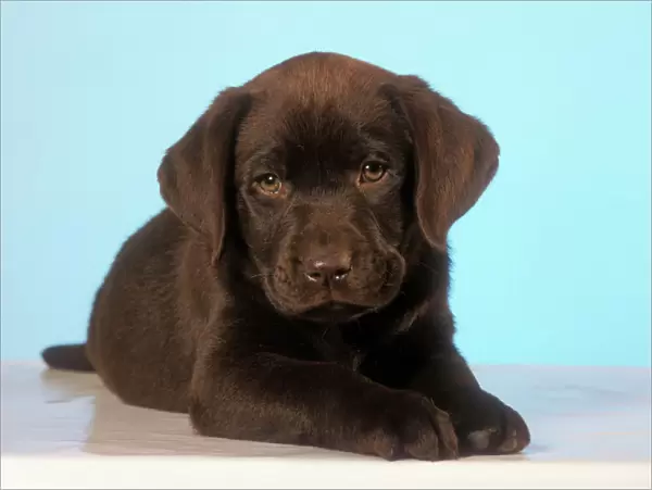 Chocolate Labrador Dog Puppy