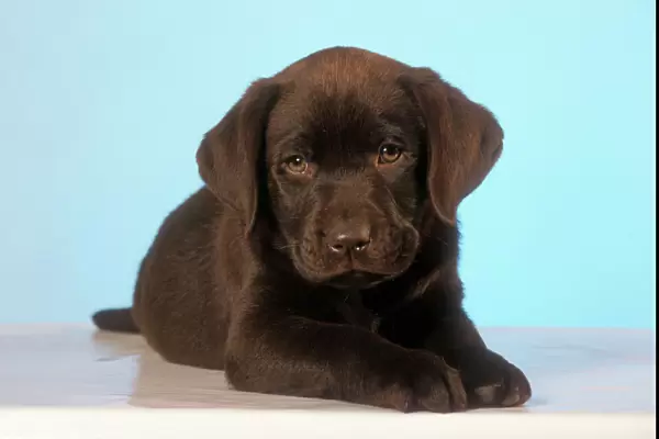 Chocolate Labrador Dog Puppy