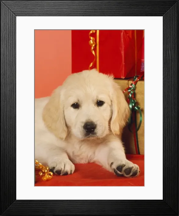 Framed Print : Golden Retiever Dog - puppy amongst Christmas presents Framed Print : Golden Retiever Dog - puppy amongst Christmas presents