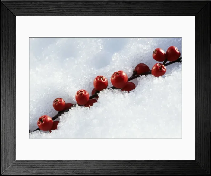 Framed Print : Cotoneaster Berries In snow Framed Print : Cotoneaster Berries In snow