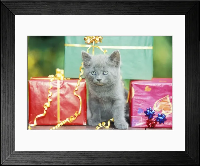 Framed Print : Cat Grey kitten amongst presents Framed Print : Cat Grey kitten amongst presents