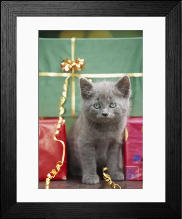 Framed Print : Cat Grey kitten amongst presents Framed Print : Cat Grey kitten amongst presents