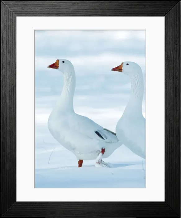 Framed Print : Domectic Geese Two in snow Framed Print : Domectic Geese Two in snow