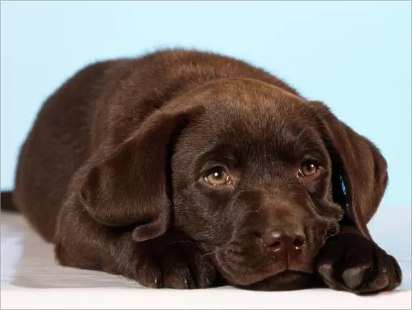Chocolate Labrador Dog Puppy lying down