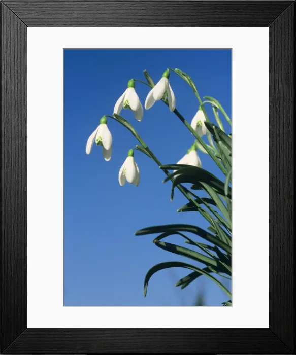 Framed Print : Common Snowdrop Framed Print : Common Snowdrop