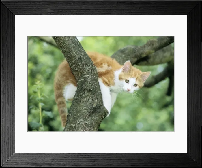 Framed Print : Cat - Ginger & White Kitten on tree Framed Print : Cat - Ginger & White Kitten on tree