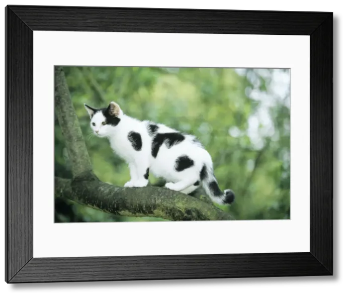 Framed Print : Cat - blotched black on white kitten in tree Framed Print : Cat - blotched black on white kitten in tree
