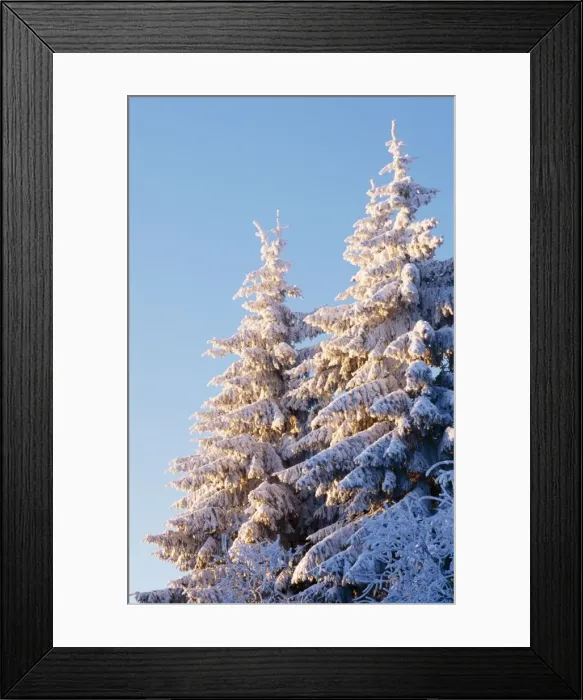 Framed Print : Norway Spruce Tree In winter snow. Hoge Venen, Les Fagnes, Belgium Framed Print : Norway Spruce Tree In winter snow. Hoge Venen, Les Fagnes, Belgium