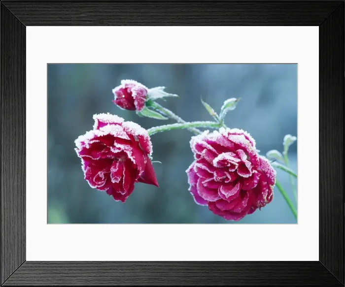 Framed Print : Parade Rose Hybrid. In winter Framed Print : Parade Rose Hybrid. In winter