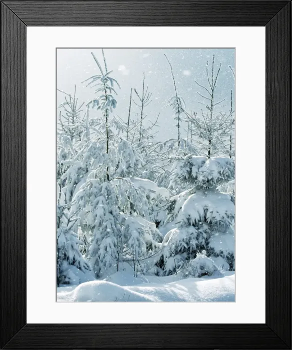 Framed Print : Norway Spruce Tree Snowing in winter Framed Print : Norway Spruce Tree Snowing in winter