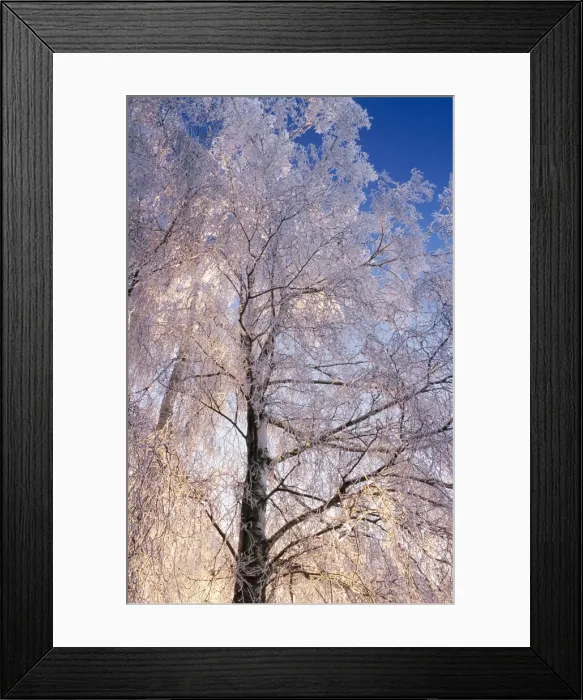 Framed Print : Birch Tree In winter snow. Belgium