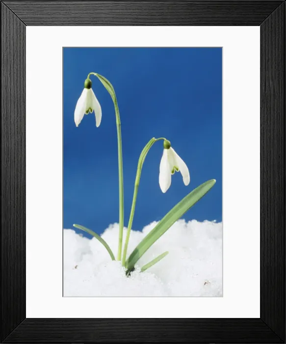 Framed Print : Snowdrop - Two flowers in snow