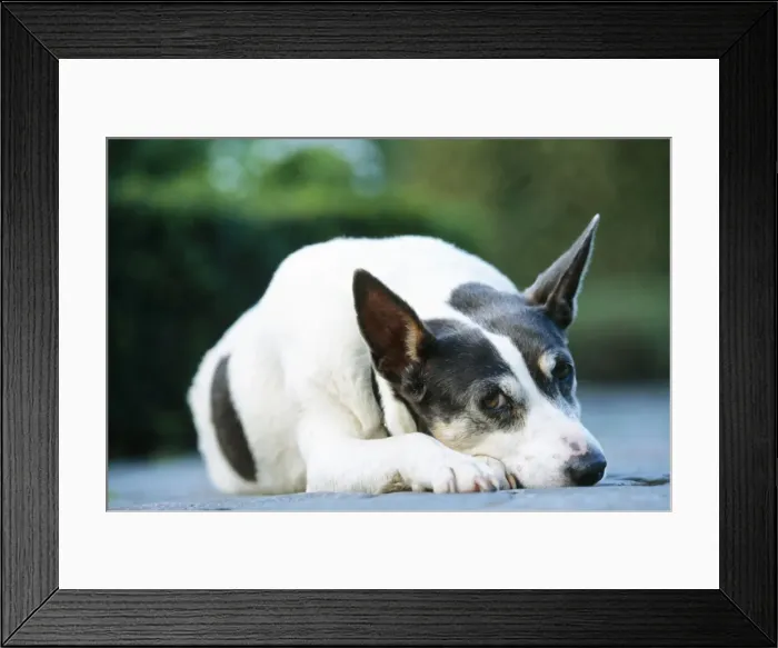 Framed Print : Mongrel Dog - Lying down Framed Print : Mongrel Dog - Lying down