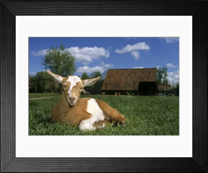 Framed Print : Domestic Goat Belgium Framed Print : Domestic Goat Belgium