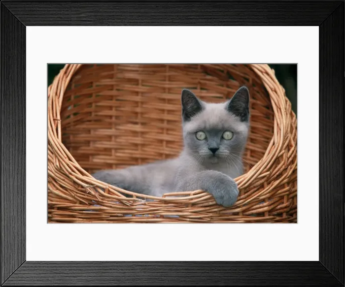 Framed Print : Cat - Kitten, british shorthair in basket Framed Print : Cat - Kitten, british shorthair in basket