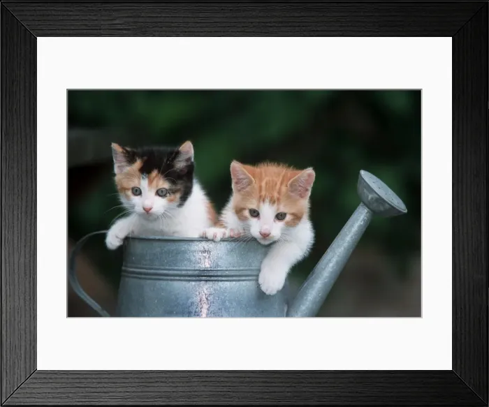 Framed Print : Cats - Two kittens in watering can Framed Print : Cats - Two kittens in watering can