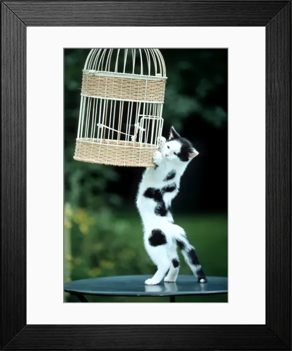 Framed Print : Cat - Hanging on birdcage in garden Framed Print : Cat - Hanging on birdcage in garden