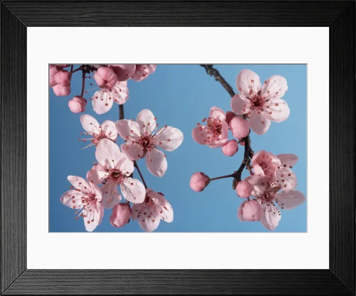 Framed Print : Bush cherry / Japanese almond cherry / Japanese bush cherry Framed Print : Bush cherry / Japanese almond cherry / Japanese bush cherry