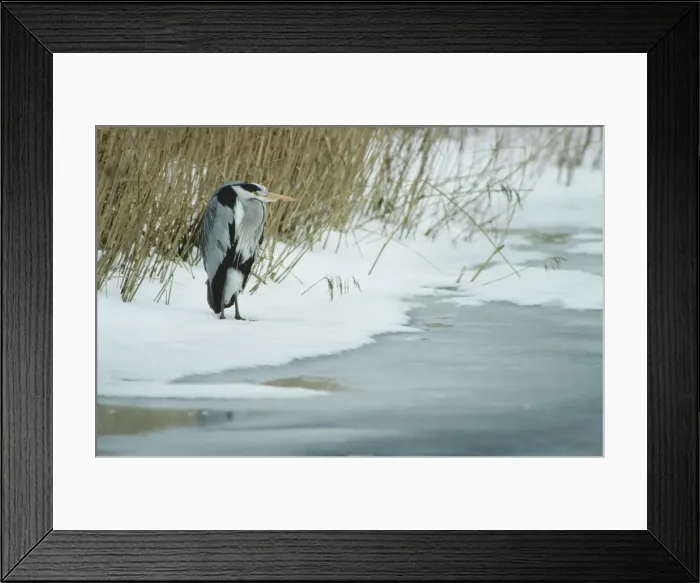 Framed Print : Grey Heron in winter in snow by lake