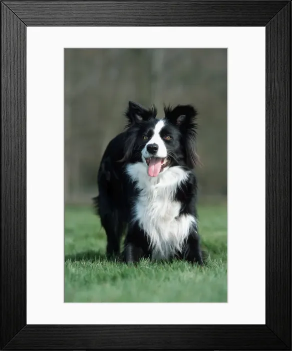Framed Print : Dog - Border collie playing in garden - front view - Belgium Framed Print : Dog - Border collie playing in garden - front view - Belgium