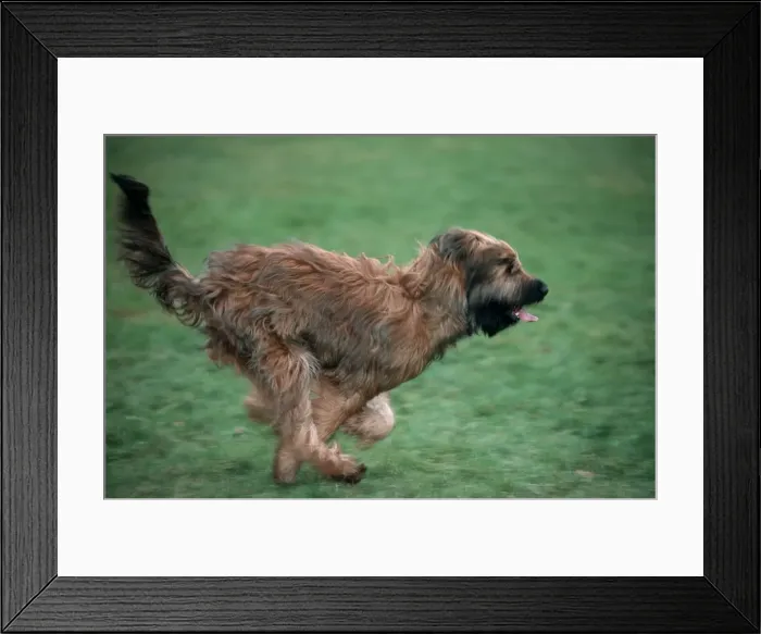 Framed Print : Dog - Briard running high speed in garden - Belgium Framed Print : Dog - Briard running high speed in garden - Belgium