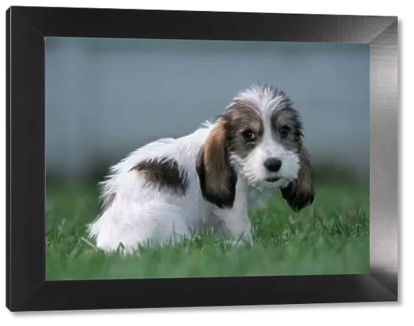Grand Basset Griffon Vendeen dog - puppy with long ears