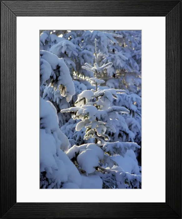Framed Print : Winter with pine-wood and snow / Hautes fagnes / Belgium Framed Print : Winter with pine-wood and snow / Hautes fagnes / Belgium