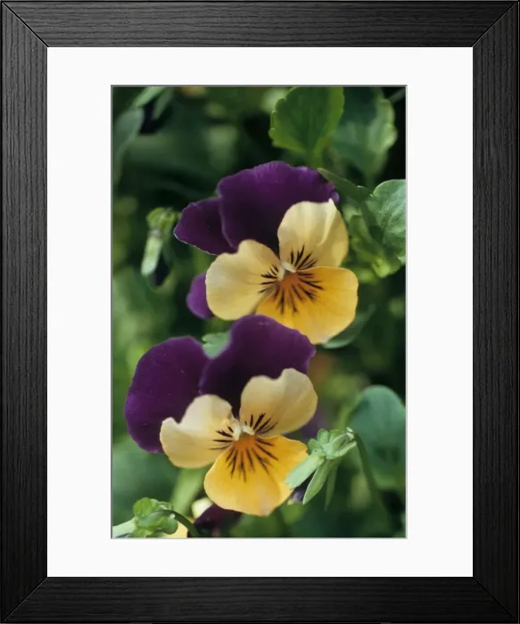 Framed Print : Violet. ME-1263. WILD PANSY / HEARTSEASE / Violet - in flower, close-up Framed Print : Violet. ME-1263. WILD PANSY / HEARTSEASE / Violet - in flower, close-up