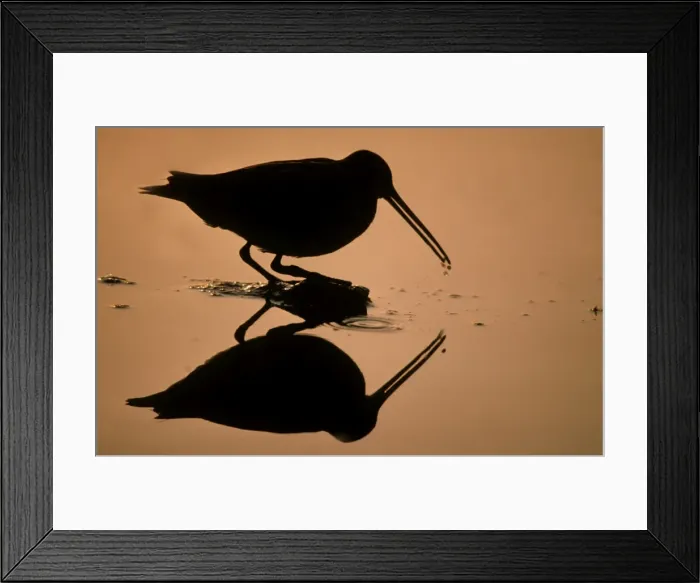 Framed Print : Snipe looking for food - against the light - silhouette Belgium Framed Print : Snipe looking for food - against the light - silhouette Belgium